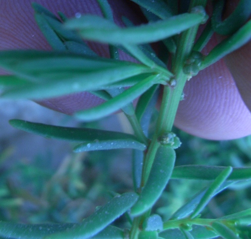 Suaeda maritima / Sueda marittima